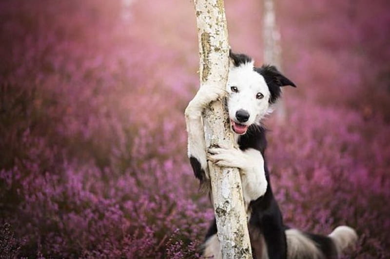 🌱🐾 Cuida el medio ambiente con tu mascota: consejos para ser eco-amigable 🌿♻️