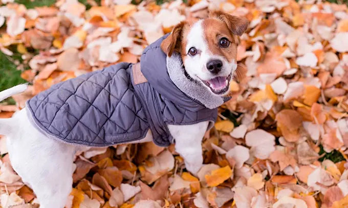 Abrigos para Mascotas en Otoño: Estilo y Protección para tu Compañero Peludo 🐾🍂