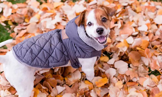Abrigos para Mascotas en Otoño: Estilo y Protección para tu Compañero Peludo 🐾🍂