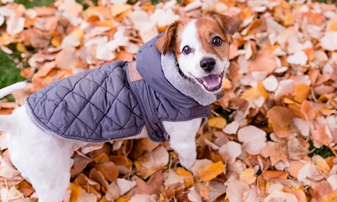Pet Coats for Autumn: Style and Protection for your Furry Companion 🐾🍂