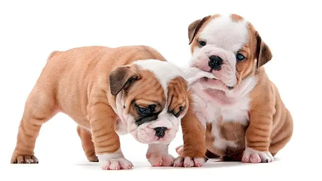 Consejos para criar y cuidar a tu cachorro durante los primeros meses de vida.