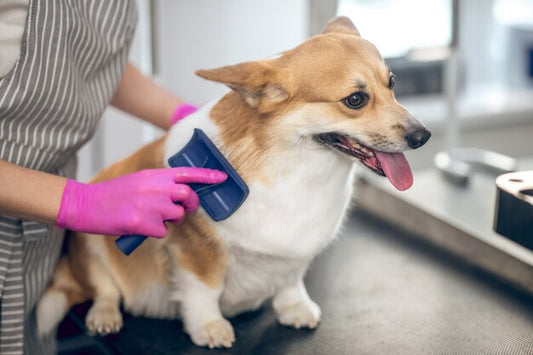 Estas son las ventajas de cepillar a tu mascota