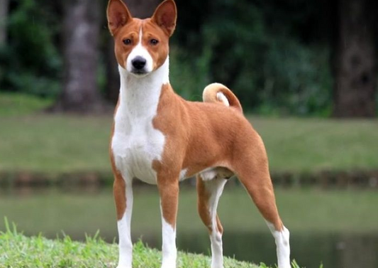 Esta es la única raza de perro que no ladra